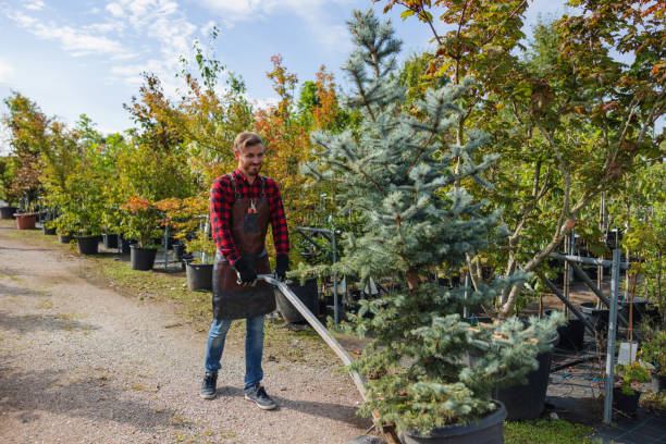 Best Arborist Consultation Services  in Madelia, MN